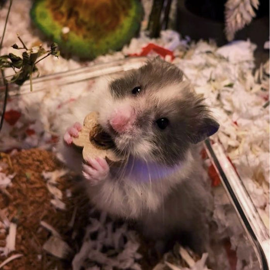 Banana Pecan Carob Tart