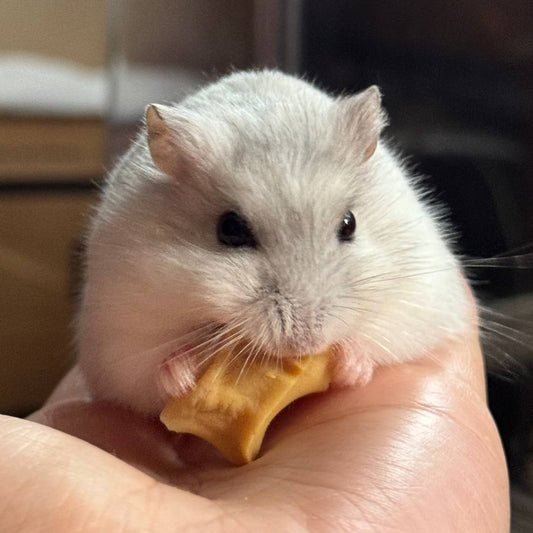 Dehydrated Tofu