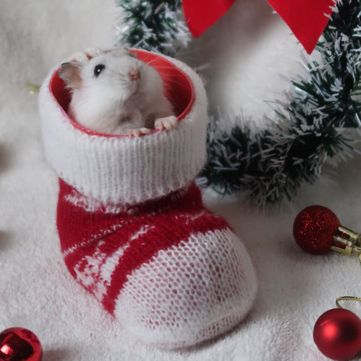 12-Day Christmas Advent Calendar 2025