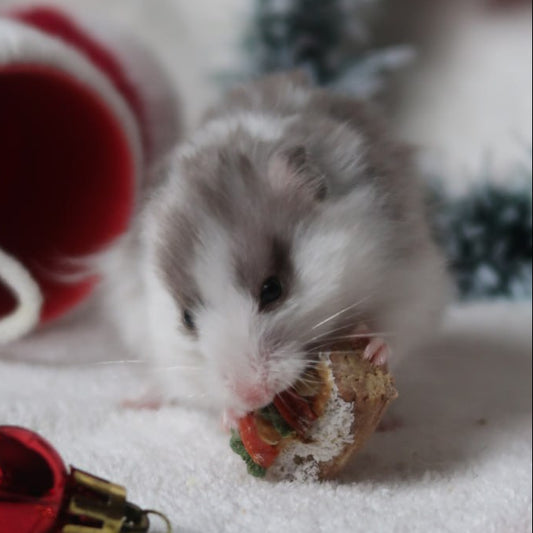 12-Day Christmas Advent Calendar 2025